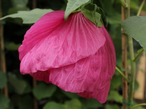 Hibiskus bylinowy  Royal Gems (Hibiscus) sadzonka zdjęcie 5