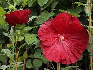 Hibiskus bylinowy (Hibiscus moscheutos) Cranberry Crush zdjęcie 6