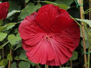 Hibiskus bylinowy (Hibiscus moscheutos) Cranberry Crush zdjęcie 7
