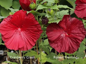 Hibiskus bylinowy (Hibiscus moscheutos) Cranberry Crush zdjęcie 3