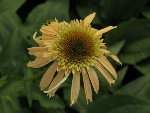 Jeżówka purpurowa (Echinacea) Leilani zdjęcie 6