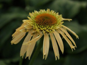 Jeżówka purpurowa (Echinacea) Leilani zdjęcie 7