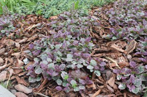 Dąbrówka rozłogowa (Ajuga reptans) Burgundy Glow zdjęcie 4