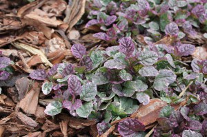 Dąbrówka rozłogowa (Ajuga reptans) Burgundy Glow zdjęcie 5