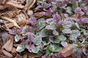 Dąbrówka rozłogowa (Ajuga reptans) Burgundy Glow zdjęcie 6
