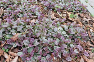 Dąbrówka rozłogowa (Ajuga reptans) Burgundy Glow zdjęcie 7