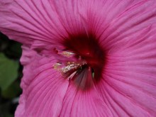 Hibiskus bylinowy  Royal Gems (Hibiscus) sadzonka zdjęcie 4
