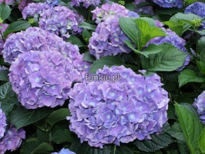 Hortensja ogrodowa (Hydrangea macrophylla) Renate c2 zdjęcie 6