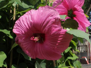 Hibiskus bylinowy  Royal Gems (Hibiscus) sadzonka zdjęcie 1