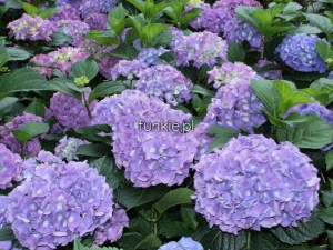 Hortensja ogrodowa (Hydrangea macrophylla) Renate c2 zdjęcie 7