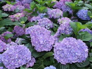 Hortensja ogrodowa (Hydrangea) Renate Steiniger c1 zdjęcie 2