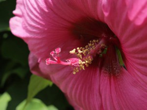 Hibiskus bylinowy  Royal Gems (Hibiscus) sadzonka zdjęcie 2
