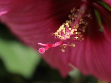 Hibiskus bylinowy  Royal Gems (Hibiscus) sadzonka zdjęcie 3