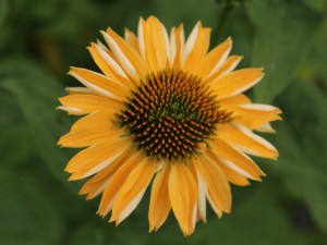 Jeżówka purpurowa (Echinacea) Aloha zdjęcie 4