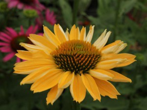 Jeżówka purpurowa (Echinacea) Aloha zdjęcie 5
