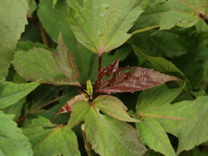 Hibiskus bylinowy (Hibiscus moscheutos) Kopper King zdjęcie 7
