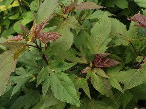 Hibiskus bylinowy (Hibiscus moscheutos) Kopper King zdjęcie 8