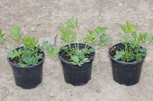 Sasanka (Pulsatilla) czerwona sadzonka zdjęcie sadzonki