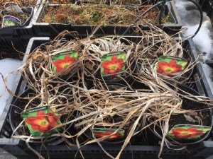 Liliowiec (Hemerocallis) Siloam Red Toy c3 zdjęcie 4