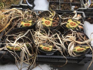 Liliowiec (Hemerocallis) El Desperado c3 zdjęcie 4