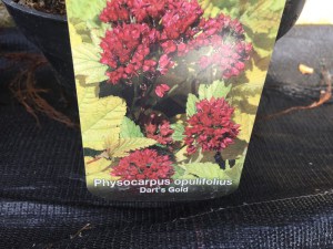 Pęcherznica kalinolistna (Physocarpus opuliofolius) Dart's Gold c2 zdjęcie 8