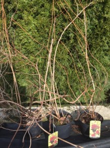 Pęcherznica kalinolistna (Physocarpus opuliofolius) Dart's Gold c2 zdjęcie sadzonki