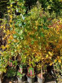 Orszelina olcholistna (Clethra alnifolia) Ruby Spice c2 zdjęcie sadzonki 1