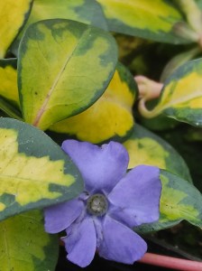 Barwinek większy (Vinca major) Illumination zdjęcie 4
