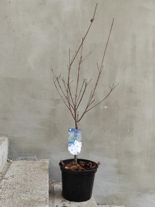 Dereń kousa (Cornus kousa) Schmetterling c4 zdjęcie sadzonki