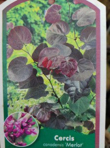 Judaszowiec kanadyjski (Cercis canadensis) Merlot c4 zdjęcie 2