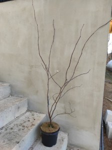 Judaszowiec kanadyjski (Cercis canadensis) Merlot c4 zdjęcie sadzonki