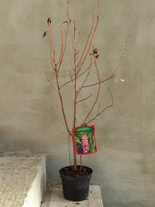 Orszelina olcholistna (Clethra alnifolia) Ruby Spice c2 zdjęcie sadzonki 2