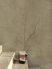 Klon palmowy (Acer palm.) Yezo-Nishiki c3 zdjęcie sadzonki