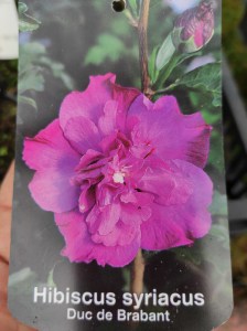 Ketmia syryjska (Hibiscus syriacus) Duc de Brabant c2 zdjęcie 6