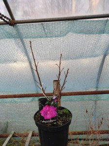 Ketmia syryjska (Hibiscus syriacus) Duc de Brabant c2 zdjęcie sadzonki