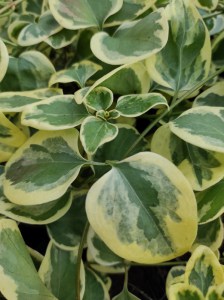 Barwinek większy (Vinca major) Expoflora zdjęcie 2