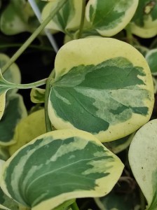 Barwinek większy (Vinca major) Expoflora zdjęcie 3