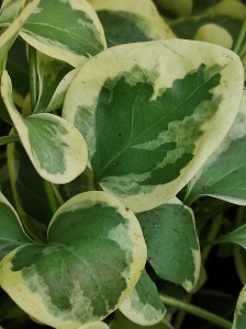 Barwinek większy (Vinca major) Expoflora zdjęcie 4