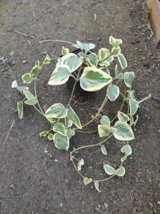Barwinek większy (Vinca major) Expoflora zdjęcie sadzonki