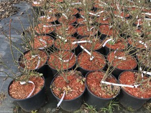 Trzmielina oskrzydlona (Euonymus alatus) Compactus c3 zdjęcie sadzonki
