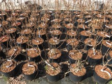 Hydrangea paniculata (Hydrangea paniculata) Little Fresco c3 zdjęcie 1
