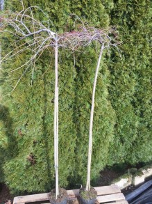 Wierzba całolistna (Salix integra) Pendula na pniu zdjęcie 5