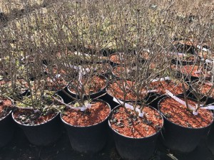 Bez -  lilak (Syringa) Palibin c3 zdjęcie sadzonki
