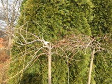 Wierzba całolistna (Salix integra) Pendula na pniu zdjęcie 4
