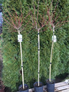 Wierzba (Salix integra) Hakuro Nishiki na pniu zdjęcie sadzonki