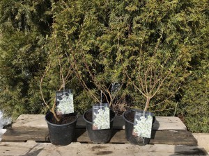 Obiela mieszańcowa (Exochorda macrantha) Niagara zdjęcie sadzonki