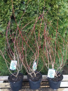 Wierzba (Salix integra) Hakuro Nishiki c3 zdjęcie sadzonki