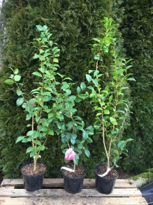 Kamelia japońska (Camellia japonica) Tiffany c4 zdjęcie sadzonki