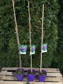 Wisteria amerykańska (Wisteria frutescens) Longwood Purple c2 zdjęcie sadzonki