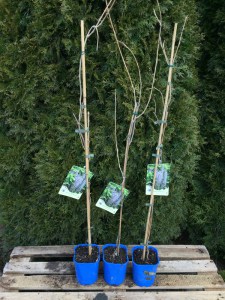 Glicynia (Wisteria) Multijuga syn. Macrobotrys zdjęcie sadzonki